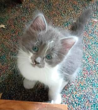 Domestic Long Hair Cats Available for Adoption in Urbandale, Iowa - Paxton | PetCurious