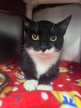 Domestic Short Hair Cats Available for Adoption in Bowling Green, Ohio - Sejanus | PetCurious