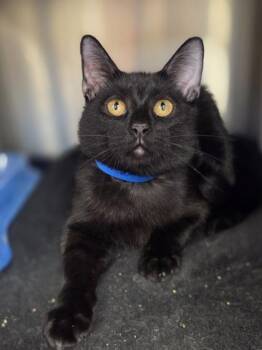 Sylvester -  Domestic Short Hair Cat for Adoption in Westland, Michigan - Sylvester | PetCurious