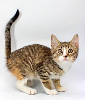 Jane -  Domestic Short Hair Cat for Adoption in Morton Grove, Illinois - Jane | PetCurious