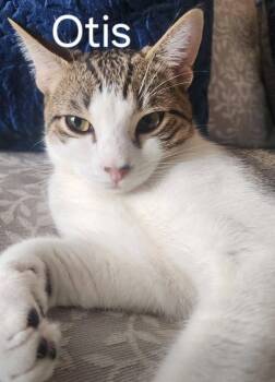 Domestic Short Hair Cats Available for Adoption in Shrewsbury, Massachusetts - Otis | PetCurious