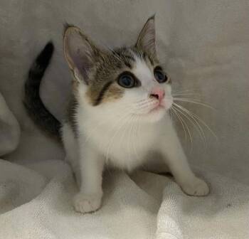 Cyndi Laper - At shelter -  Domestic Short Hair Cat for Adoption in Rustburg, Virginia - Cyndi Laper - At Shelter | PetCurious
