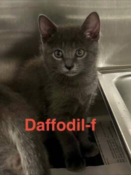 Russian Blue Cats Available for Adoption in Brookhaven, Mississippi - Daffodil 26 | PetCurious