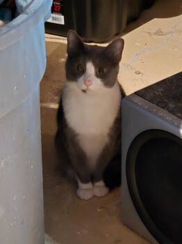 Fugitive -  Domestic Short Hair Cat for Adoption in Calgary, Alberta - Fugitive | PetCurious