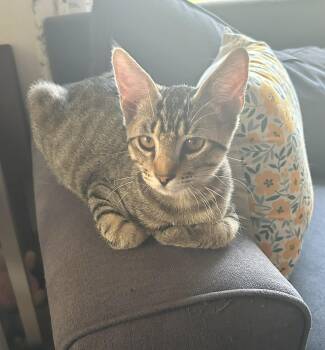 Rescue Domestic Short Hair Cats for Adoption in Union Gap, Washington - Jerry | PetCurious