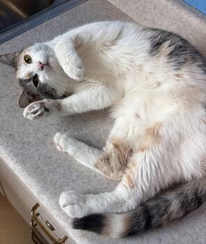 Domestic Short Hair Cats Available for Adoption in Brookings, South Dakota - Whirlpool | PetCurious