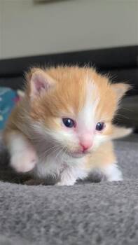 Domestic Short Hair Cats Available for Adoption in Fayetteville, Arkansas - Horton | PetCurious
