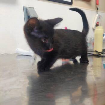 Trout -  Domestic Medium Hair Cat for Adoption in Ashtabula, Ohio - Trout | PetCurious