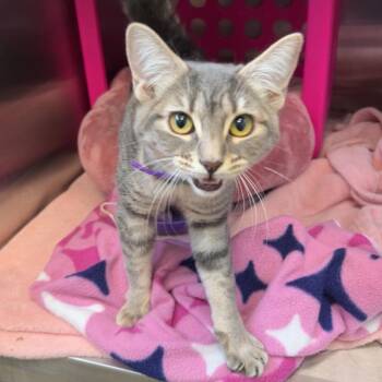 Domestic Short Hair Cats Available for Adoption - Diana Ross | PetCurious