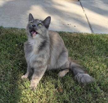 coco -  Dilute Tortoiseshell Cat for Adoption in Los Angeles, California - Coco | PetCurious