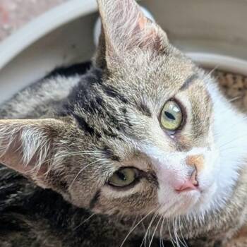 Twiggy -  Domestic Short Hair Cat for Adoption in Woodstock, Illinois - Twiggy | PetCurious