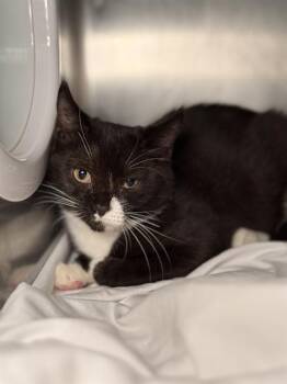 Domestic Short Hair Cats Available for Adoption - ADELE | PetCurious
