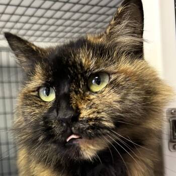 Rescue Tortoiseshell Cats for Adoption in Brockport, New York - Florance | PetCurious