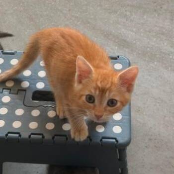 Kiwi -  Domestic Short Hair Cat for Adoption in Melbourne, Kentucky - Kiwi | PetCurious