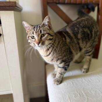 Domestic Short Hair Cats Available for Adoption in Brownsboro, Alabama - Wonton | PetCurious