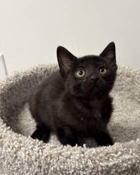 Crumpet -  Domestic Short Hair Cat Available for Adoption in Pickering, Ontario - Crumpet | PetCurious