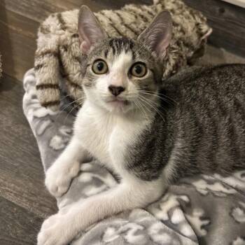 Kirby -  Domestic Short Hair Cat for Adoption in Orlando, Florida - Kirby | PetCurious