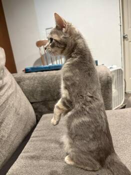 Michele -  Domestic Short Hair Cat for Adoption in Wheaton, Illinois - Michele | PetCurious