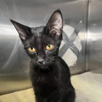 Crocus -  Domestic Short Hair Cat for Adoption in Palm Springs, California - Crocus | PetCurious