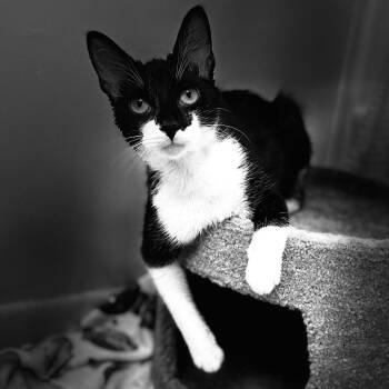 Willy -  Domestic Short Hair Cat for Adoption in Gainesville, Florida - Willy | PetCurious