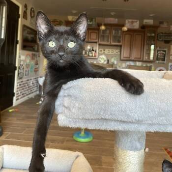 Domestic Short Hair Cats Available for Adoption in San Tan Valley, Arizona - Cupid | PetCurious