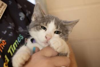 Domestic Short Hair and Tabby Cats Available for Adoption in Mountain Home, Arkansas - Millie | PetCurious