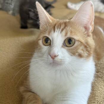 Cookie -  Domestic Short Hair Cat for Adoption in Minneapolis, Minnesota - Cookie | PetCurious