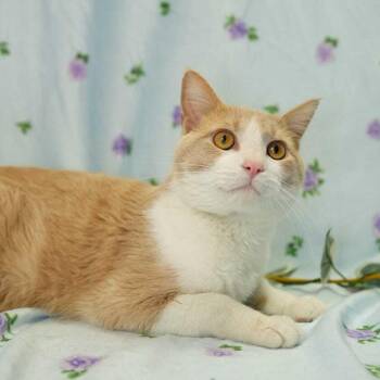 Domestic Short Hair Cats Available for Adoption in Wheaton, Illinois - Carmel Corn | PetCurious