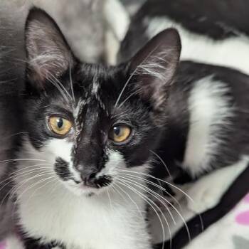 Rorschach aka "Rory" -  Domestic Short Hair Cat for Adoption in Shippenville, Pennsylvania - Rorschach Aka "Rory" | PetCurious