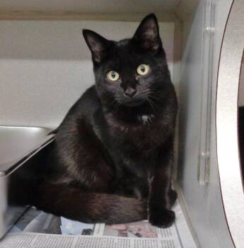 BENNETT -  Domestic Short Hair Cat for Adoption in Delhi, New York - BENNETT | PetCurious