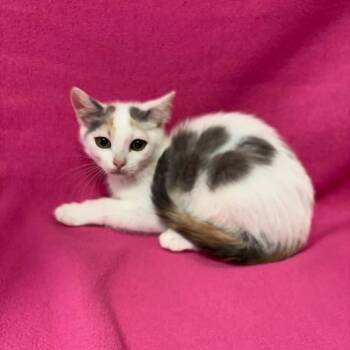 Banana -  Domestic Short Hair Cat for Adoption in Buffalo, Minnesota - Banana | PetCurious