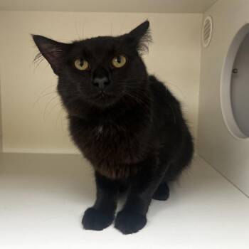 Vaghar -  Domestic Medium Hair Cat for Adoption in Champaign, Illinois - Vaghar | PetCurious