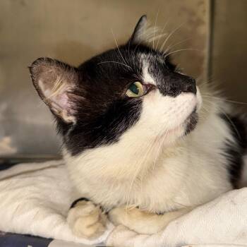 Robinson -  Domestic Short Hair Cat for Adoption in Winston-salem, North Carolina - Robinson | PetCurious