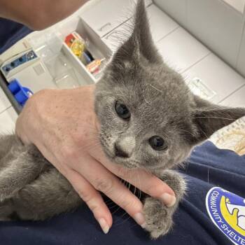 Janet -  Domestic Short Hair Cat for Adoption in Newark, New Jersey - Janet | PetCurious