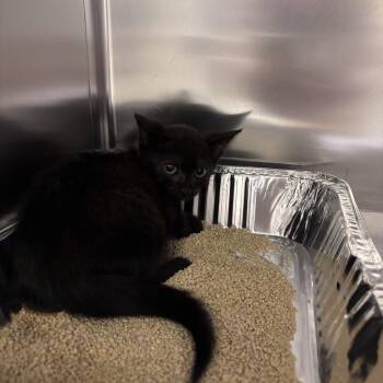 Buttons -  Domestic Short Hair Cat for Adoption in Asheville, North Carolina - Buttons | PetCurious