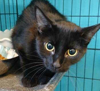 Domestic Short Hair Cats Available for Adoption - Bugsy | PetCurious