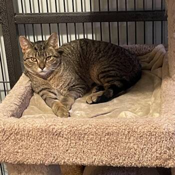 Cole -  Domestic Short Hair Cat for Adoption in Green Bay, Wisconsin - Cole | PetCurious