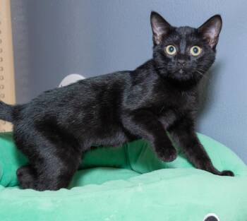 Pudding -  Domestic Short Hair Cat for Adoption in Elmwood Park, New Jersey - Pudding | PetCurious