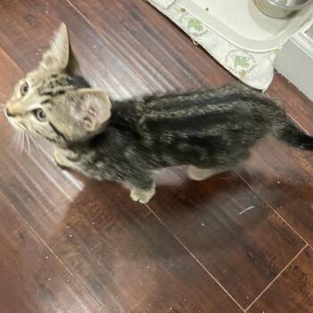 Tiger -  Domestic Short Hair Cat for Adoption in Springboro, Ohio - Tiger | PetCurious