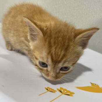 Domestic Short Hair Cats Available for Adoption in Tampa, Florida - Crush | PetCurious
