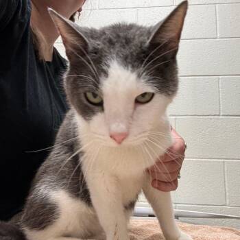 Stormie -  Domestic Short Hair Cat for Adoption in Murray, Utah - Stormie | PetCurious