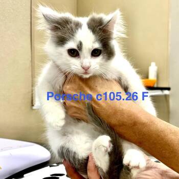 Foster Porsche -  Domestic Long Hair Cat for Adoption in Batavia, New York - Foster Porsche | PetCurious