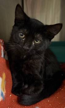 Domestic Short Hair Cats Available for Adoption - Ricotta (Petsense) | PetCurious