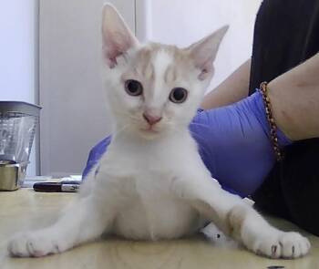 Frederick -  Domestic Short Hair Cat for Adoption in Dayton, Minnesota - Frederick | PetCurious