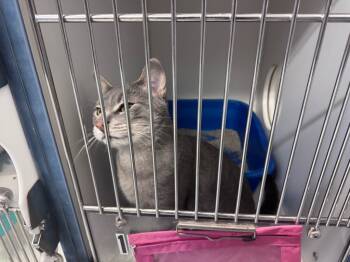 Rescue Domestic Long Hair Cats for Adoption in Crandon, Wisconsin - Levi | PetCurious