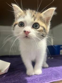 Rescue Domestic Medium Hair Cats for Adoption in San Francisco, California - DELILAH | PetCurious