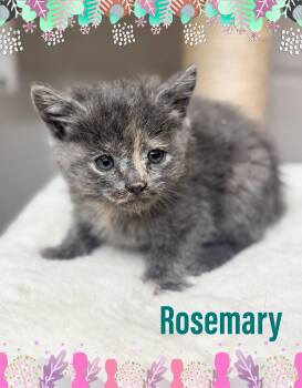 Rescue Domestic Medium Hair Cats for Adoption in Bowie, Texas - Rosemary | PetCurious