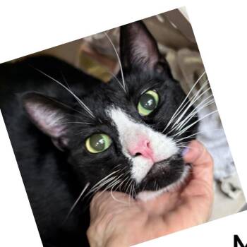 Domestic Short Hair Cats Available for Adoption in Boston, Massachusetts - Jerry | PetCurious