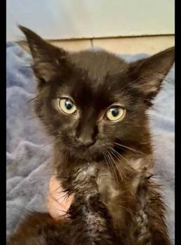 Raven -  Domestic Short Hair Cat for Adoption in Shawnee, Oklahoma - Raven | PetCurious