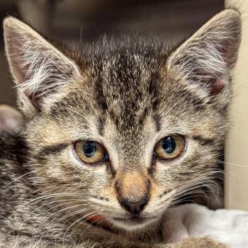 Domestic Short Hair Cats Available for Adoption in Kennebunk, Maine - Boing | PetCurious